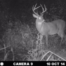 How to Kill a Nocturnal Buck