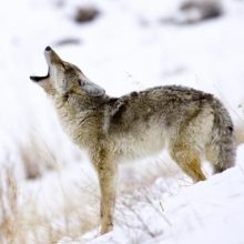 5 Tips for Hunting Public Land Coyotes