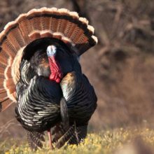 5 Tips to Plan Your 2017 Spring Turkey Hunt