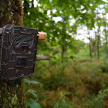 The 5 Best Trail Camera Strategies and Setups for Summer