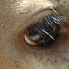 Whitetail Sensory: What Do Deer Really See?