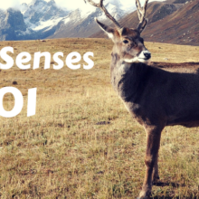 Deer Senses 101